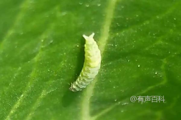 蔬菜小菜蛾防治方法，虫害高发地区轮作瓜豆类【百度SEO规范】