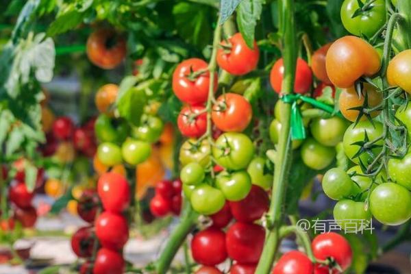 种植西红柿的最佳时间及不同地区的种植时间差异