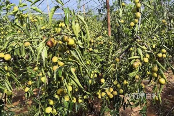 冬枣成熟季节及时间，秋季10-11月份成熟