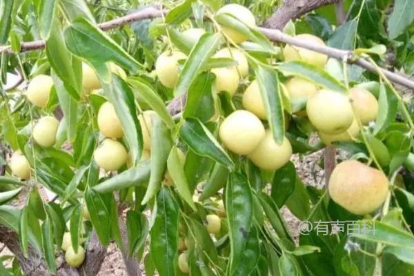 冬枣成熟季节及时间，秋季10-11月份成熟