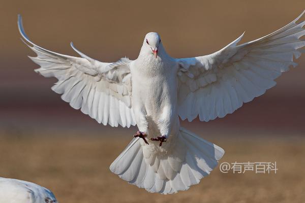 如何让鸽子飞回家，从幼鸽阶段开始训练