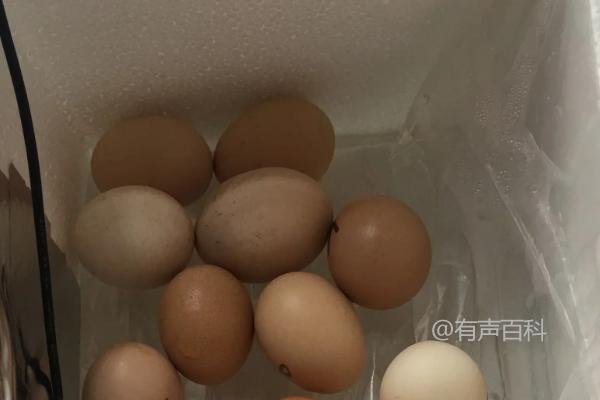 小鸡孵化器的操作技巧及使用说明