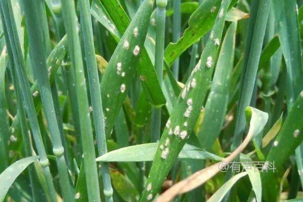 小麦病虫害防治：白粉病、锈病和蚜虫的防治方法