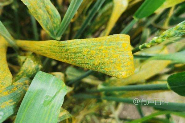 小麦病虫害防治：白粉病、锈病和蚜虫的防治方法