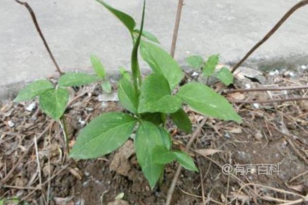 根据百度SEO规范，建议的标题修改如下：

**半夏种植技术及病虫害防治方法详解**

这样的标题更能吸引搜索引擎，因为它更具体地描述了文章内容，同时包括了主要关键词“半夏种植技术”和“病虫害防治方法”。