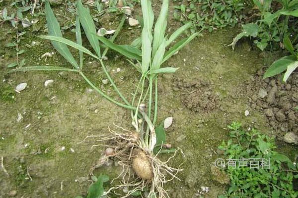 根据百度SEO规范，建议的标题修改如下：

**半夏种植技术及病虫害防治方法详解**

这样的标题更能吸引搜索引擎，因为它更具体地描述了文章内容，同时包括了主要关键词“半夏种植技术”和“病虫害防治方法”。