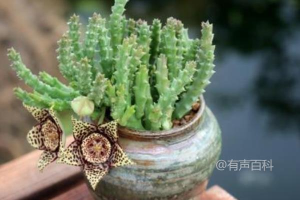 豹皮花如何养护：夏季和秋季不用施肥