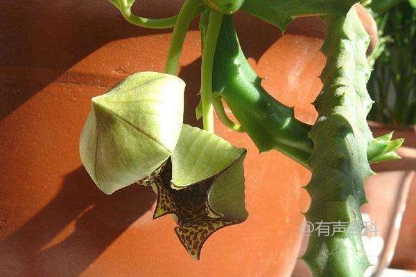 豹皮花如何养护：夏季和秋季不用施肥