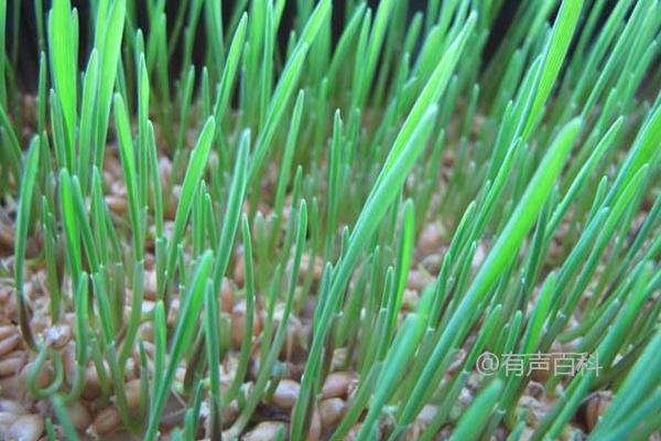 小麦草无土栽培技术，种植前需浸种和催芽