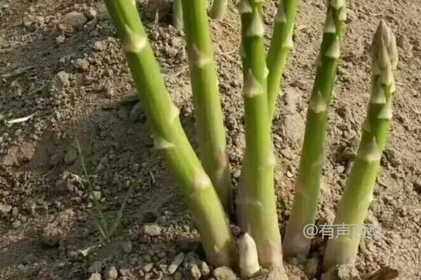 种植绿芦笋技巧及肥料施用方法