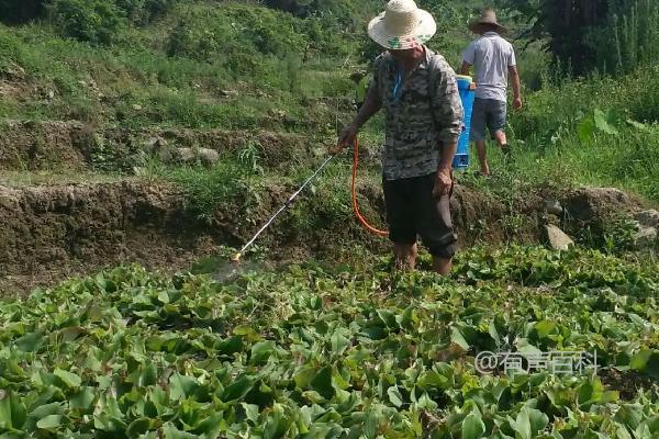 种植沙姜的方法及注意事项