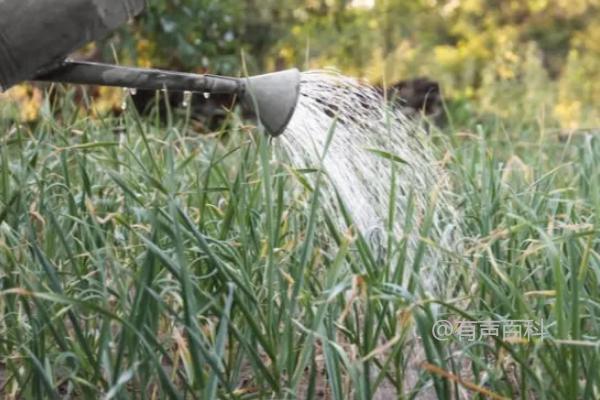 大蒜中后期施肥浇水技巧分享