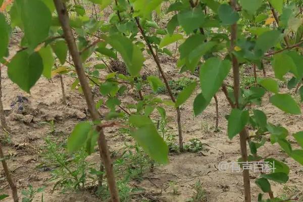 杏核培育树苗的方法及种植管理技术