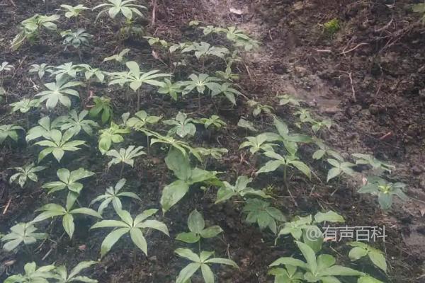 重楼的管理技巧，夏季6-8月的追肥方法