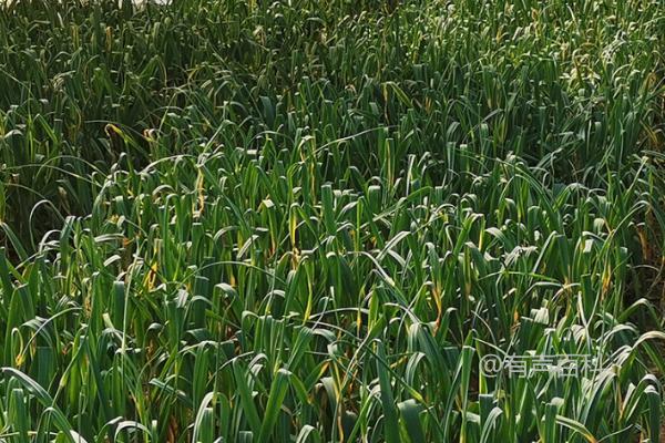 无公害大蒜丰产栽培技术，种子种植时推荐使用多菌灵拌种