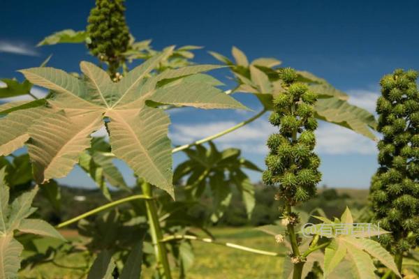 蓖麻种植后的管理技巧：真叶达到一定数量时如何剪去主茎的尖部