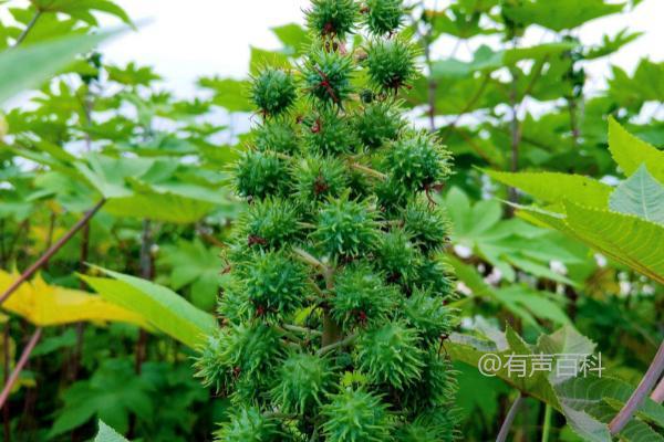 蓖麻种植后的管理技巧：真叶达到一定数量时如何剪去主茎的尖部