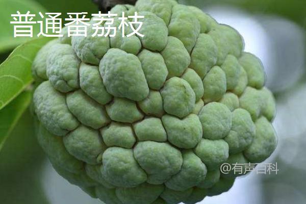 释迦果（番荔枝）价格及品种介绍