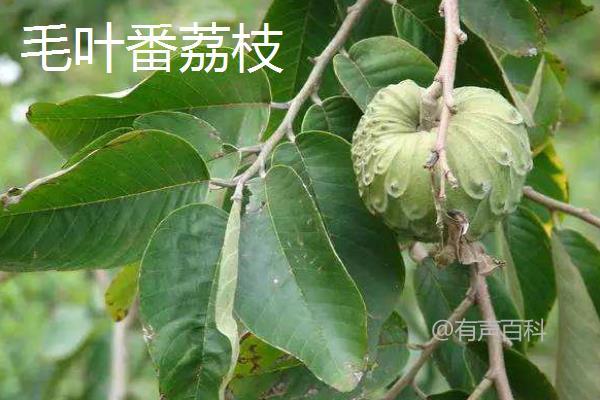 释迦果（番荔枝）价格及品种介绍