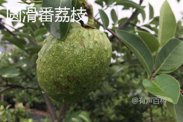 释迦果（番荔枝）价格及品种介绍