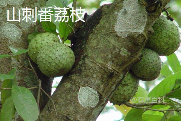 释迦果（番荔枝）价格及品种介绍