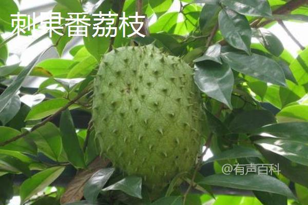 释迦果（番荔枝）价格及品种介绍