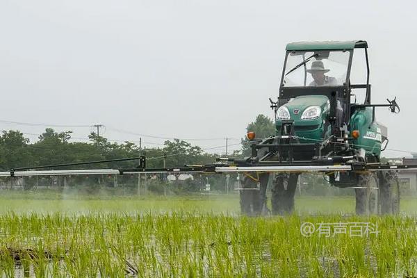 水稻叶面肥喷施的最佳时间及喷施要点