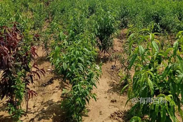 突围桃的特点及种植要点