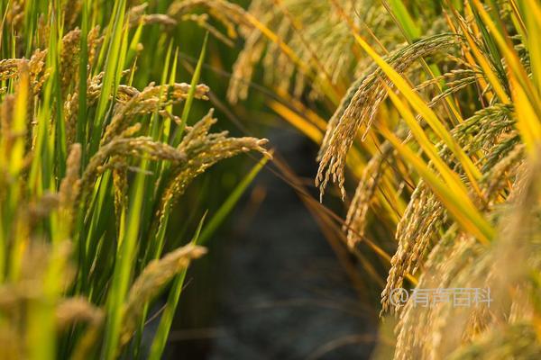 水稻种植简介：旱优786稻种，4月中下旬最佳播种时间