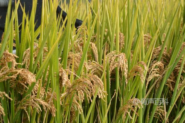 福泰优701水稻品种介绍及秧田播种量