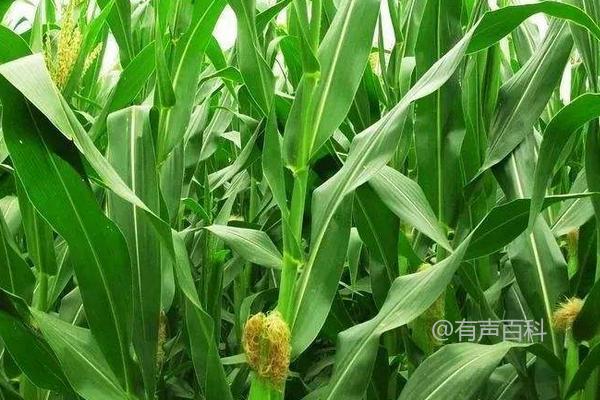 力禾199玉米品种的特性及抗大斑病的鉴定