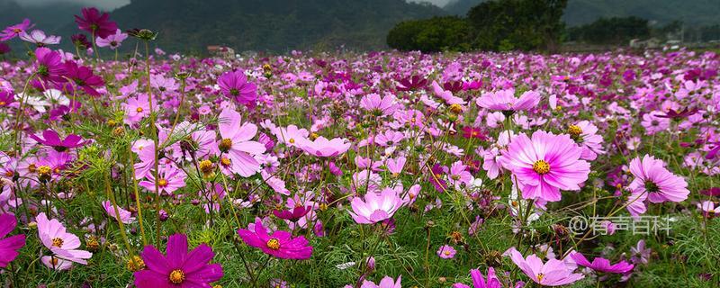 八瓣梅和格桑花的区别及八瓣梅的特征