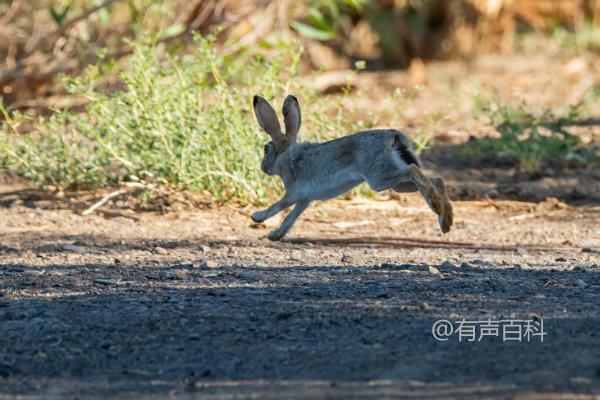 野兔活动时间：探寻野兔最佳活动时间