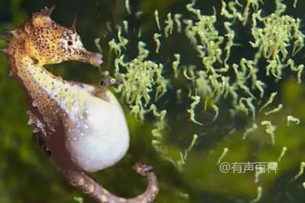 海马生殖特点：海马产下后代的部位及小海马的孵化过程