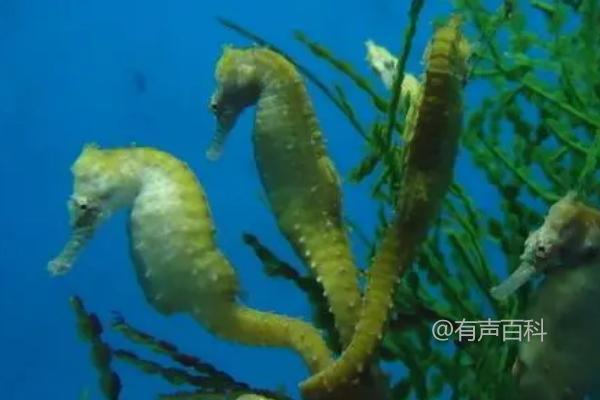 海马生殖特点：海马产下后代的部位及小海马的孵化过程