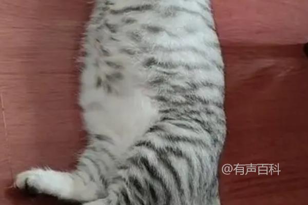 小猫肚子鼓鼓是正常的吗？可能是消化问题或寄生虫感染所引起