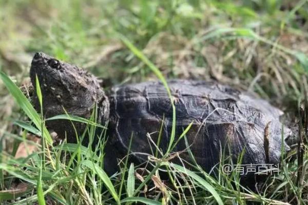 佛鳄龟繁殖方式揭秘：交配后产下受精蛋