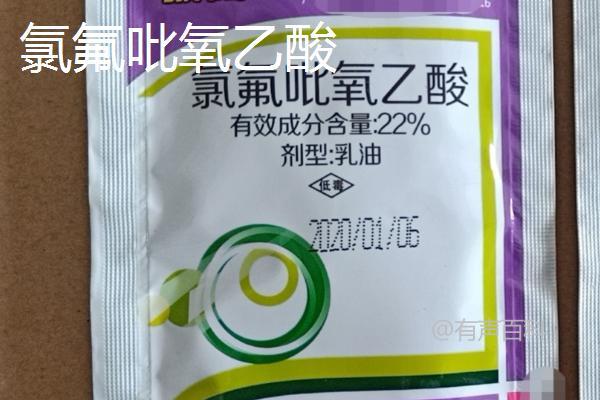 要根据百度SEO规范修改标题，以确保标题清晰、吸引点击并且包含关键字。以下是一个优化后的标题示例：

**"生姜出苗后如何使用除草药剂？有效的草地管理方法"**

这个标题包含了主要的搜索关键词“生姜出苗后”，“除草药剂”，并且提供了明确的行动建议和主题。