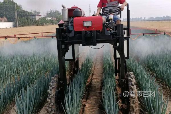 葱地除草剂使用技巧及推荐品种