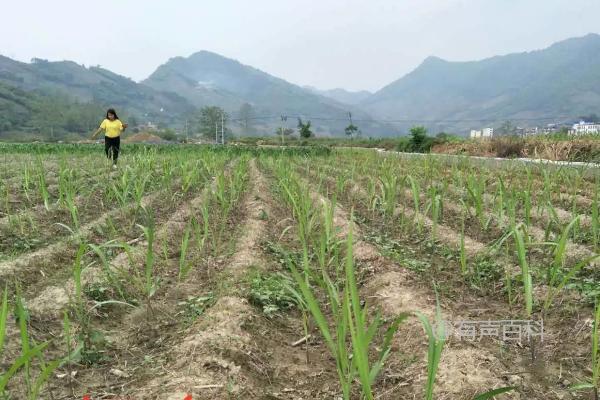 如何正确使用肥料让甘蔗长得更粗更大