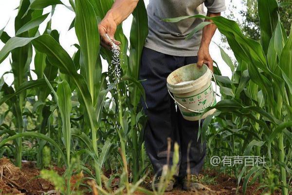 夏玉米播种时间及最佳播种期是6月中旬