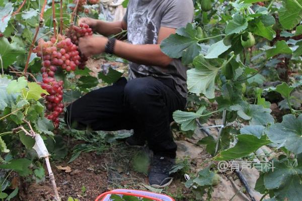 种植葡萄和甜瓜的关键要点，4月份需要注意通风炼苗和整枝授粉