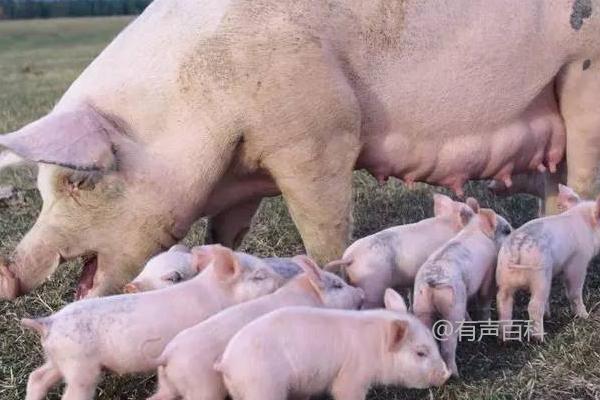 母猪怀孕一个月的特征及对食物的要求