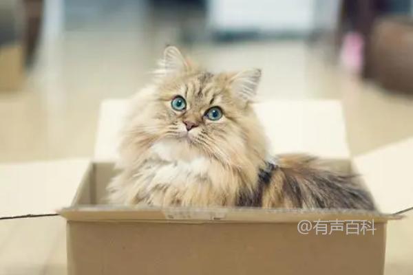 猫吃纸箱会有什么影响，可能是异食癖问题