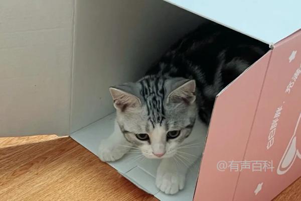 猫吃纸箱会有什么影响，可能是异食癖问题