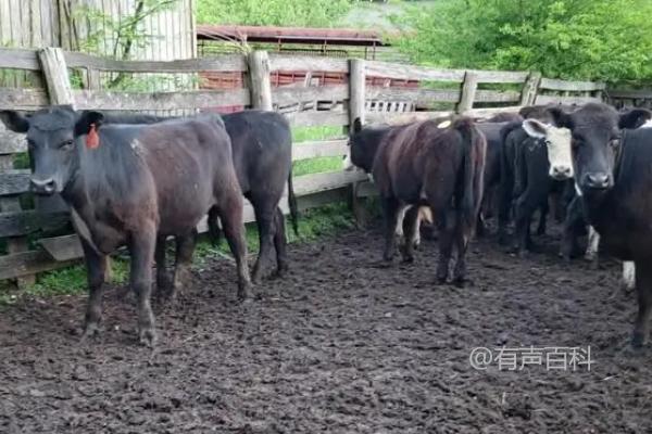 快速解决牛食同类毛的问题并实现皮下注射伊维菌素