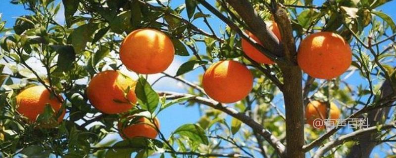 柑橘种植利润效益分析，现状介绍