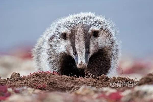 狗獾子养殖技术，选择生长阶段合适的喂养方式