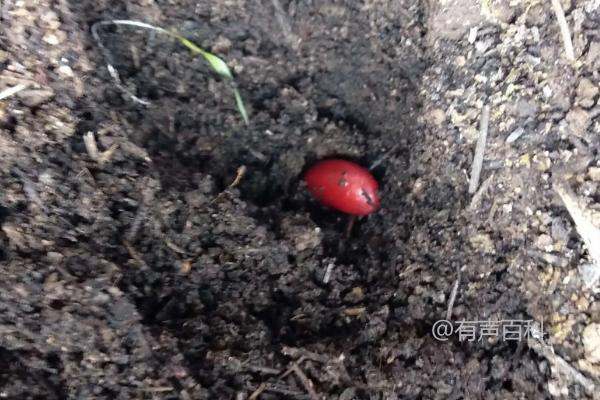 红小豆种植的株行距如何确定