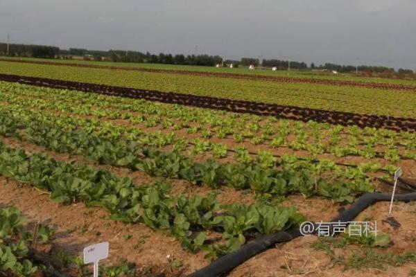 冬季农作物水肥管理技巧：如何科学减少施肥和浇水